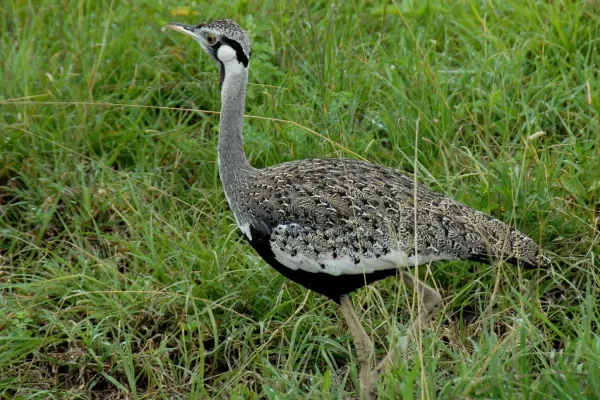File:Lissotis hartlaubii -Serengeti National Park, Tanzania-8.jpg