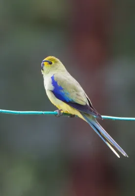 File:Neophema chrysostoma flagstaff.jpg
