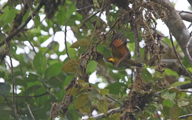 File:Piculus litae 104826755.jpg