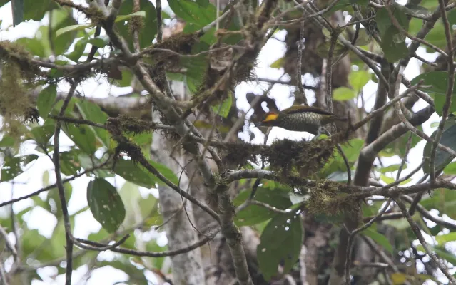 File:Piculus litae 104826710.jpg