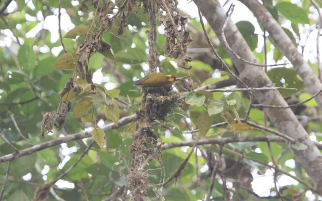 File:Piculus litae 104826725.jpg