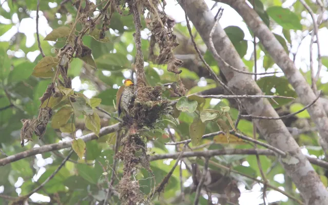 File:Piculus litae 104826716.jpg