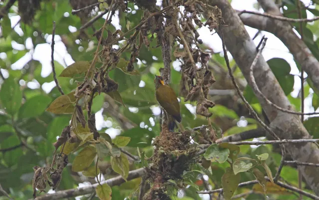 File:Piculus litae 104826737.jpg