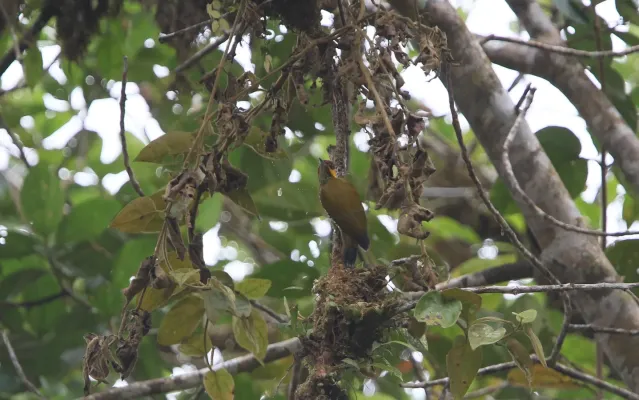 File:Piculus litae 104826745.jpg