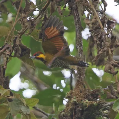 File:Piculus litae 104826755 (cropped).jpg