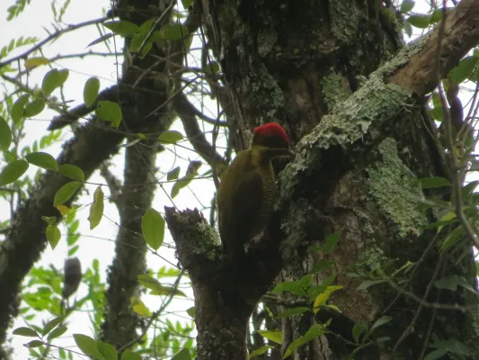 File:Piculus chrysochloros 31654818.jpg