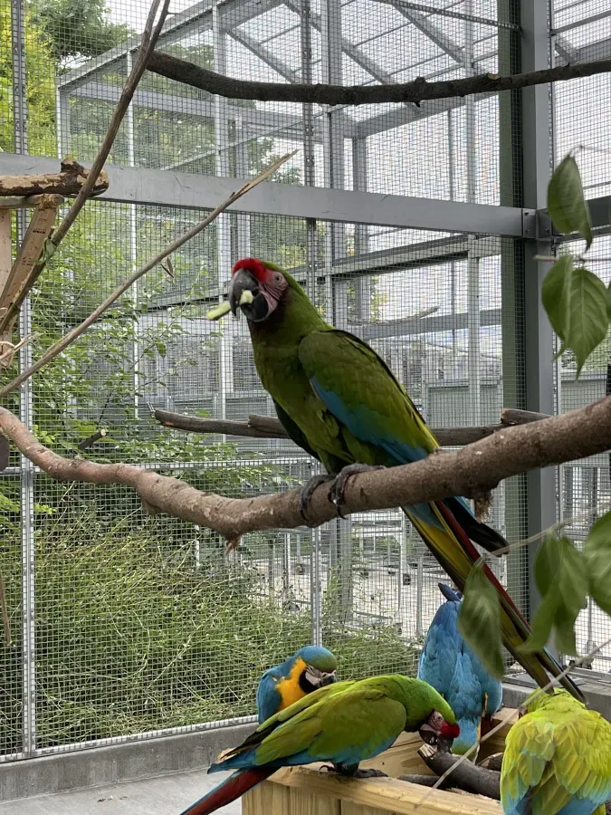 File:Ara ambiguus in the Indianapolis Zoo - June 2022 - Sarah Stierch.jpg