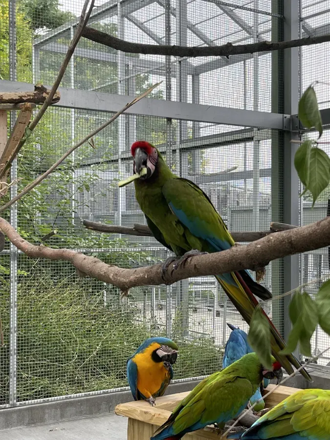 File:Ara ambiguus in the Indianapolis Zoo - June 2022 - Sarah Stierch 01.jpg