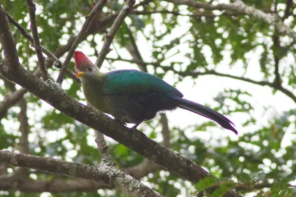 File:Bannerman's Turaco (Tauraco bannermani).jpg