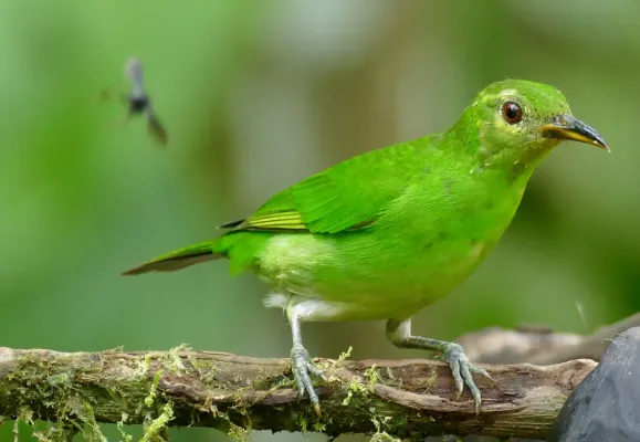 File:Green Honeycreeper (Chlorophanes spiza) female ... (52397856090).jpg