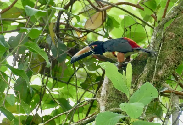 File:Collared Aracari (Pteroglossus torquatus) (52397603870).jpg