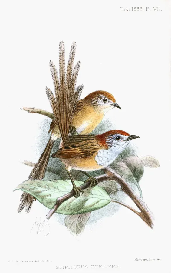 File:StipiturusRuficepsKeulemans.jpg