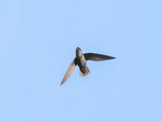 File:Chaetura chapmani Chapman's Swift; Ramal do Noca, Rio Branco, Acre, Brazil.jpg