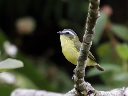 File:Ornithion semiflavum - Yellow-bellied Tyrannulet (cropped).jpg