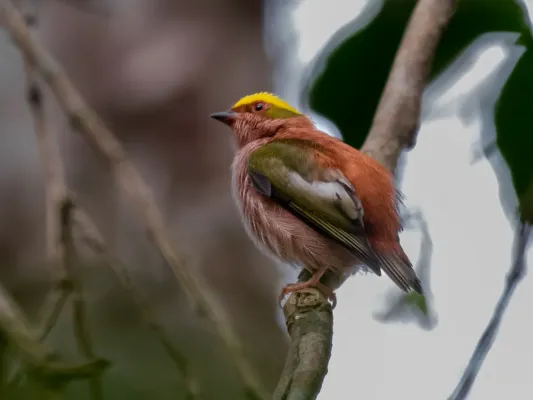 File:Machaeropterus pyrocephalus Fiery-capped Manakin (male); Rio Branco, Acre, Brazil.jpg