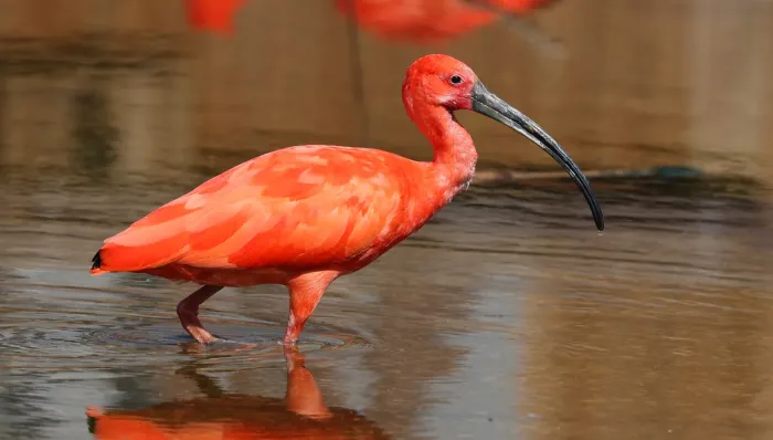 File:Ibis rouge (Eudocimus ruber).jpg