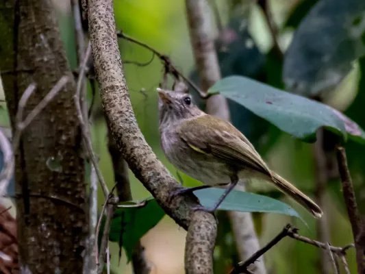 File:Hemitriccus flammulatus Flammulated Pygmy-Tyrant; Ramal do Noca, Rio Branco, Acre, Brazil.jpg