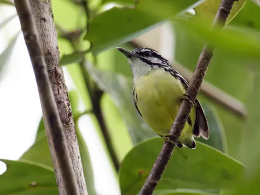 File:Myrmotherula ignota - Moustached Antwren.jpg