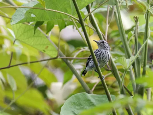 File:Myrmotherula pacifica - Pacific Antwren.jpg