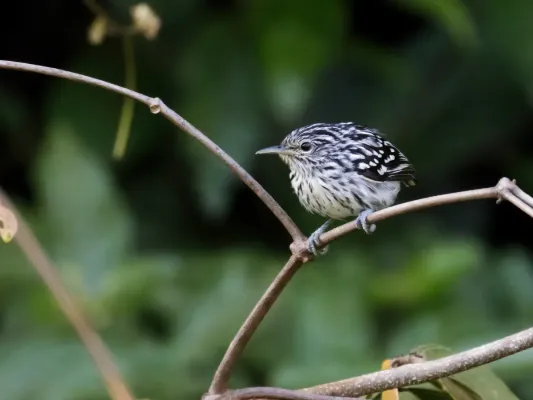 File:Myrmotherula surinamensis - Guianan Streaked-Antwren.jpg
