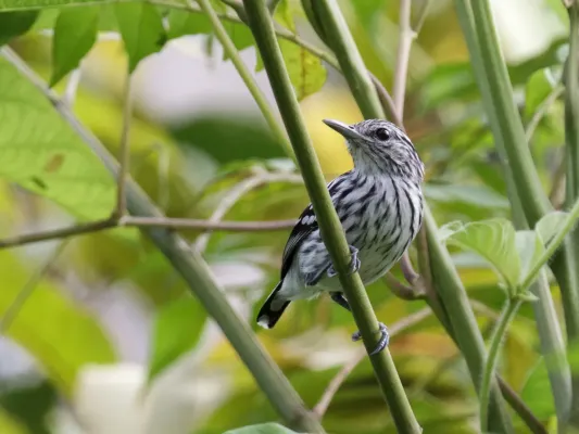 File:Myrmotherula pacifica - Pacific Antwren (cropped).jpg