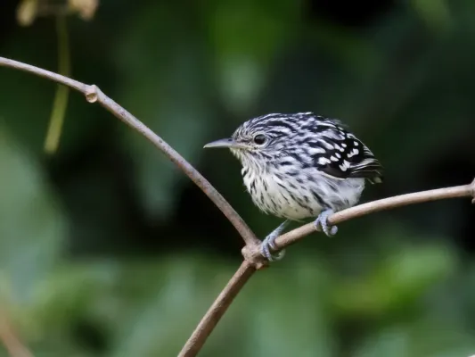 File:Myrmotherula surinamensis - Guianan Streaked-Antwren (cropped).jpg
