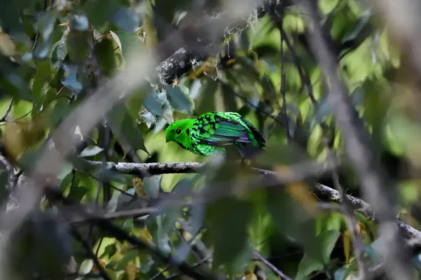 File:Calyptomena whiteheadi 219367228.jpg