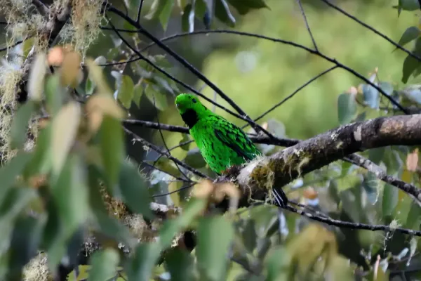 File:Calyptomena whiteheadi 219367194.jpg