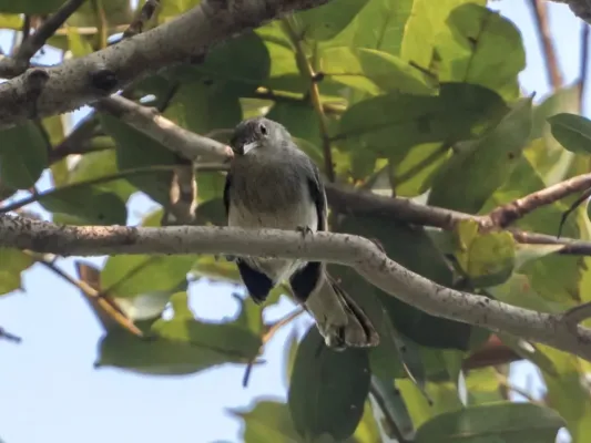 File:Polioptila attenboroughi Inambari Gnatcatcher; Porto Velho, Rondônia, Brazil.jpg