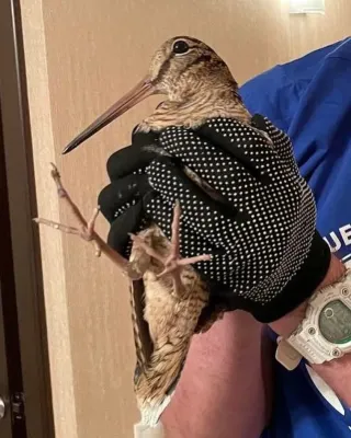 File:Scolopax rusticola in hands.jpg