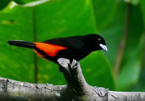 File:Scarlet-rumped Tanager (Ramphocelus passerinii) male ... (52384913084).jpg