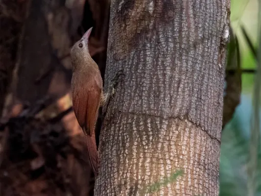 File:Hylexetastes stresemanni Bar-bellied Woodcreeper; Porto Velho, Rondônia, Brazil.jpg