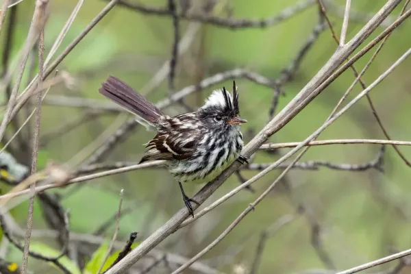 File:Anairetes reguloides Pied-crested Tit-Tyrant; San Jerónimo de Surco, Lima, Peru.jpg