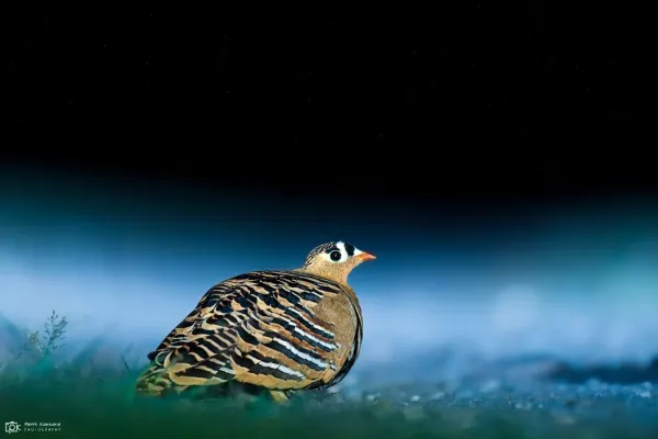 File:Pterocles indicus 237607405.jpg