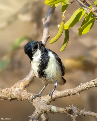 File:Machlolophus nuchalis 237307854.jpg