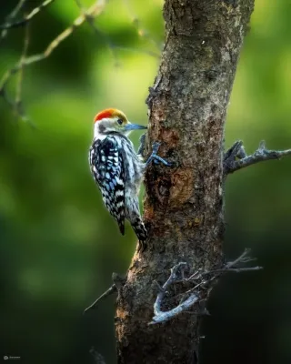 File:Leiopicus mahrattensis 233148858.jpg