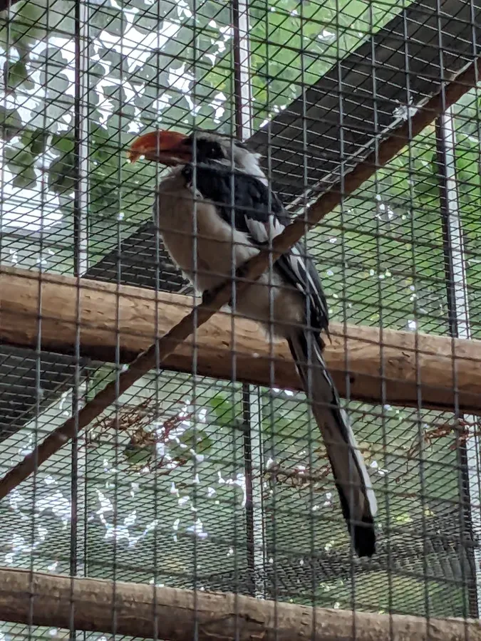 File:Tockus deckeni in Ouwehands Dierenpark.jpg