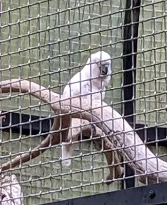 File:Cacatua moluccensis in Ouwehands Dierenpark.jpg