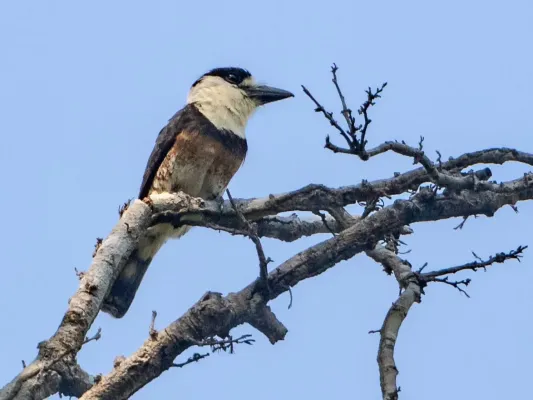 File:Notharchus ordii Brown-banded Puffbird; Porto Velho, Rondônia, Brazil.jpg