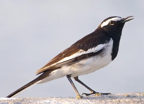 File:Motacilla maderaspatensis -Pashan Lake, Pune, Maharashtra, India-8.jpg