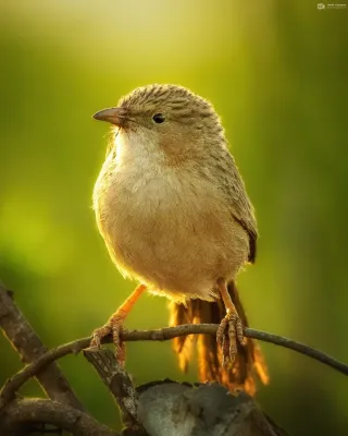 File:Argya caudata 232067930.jpg