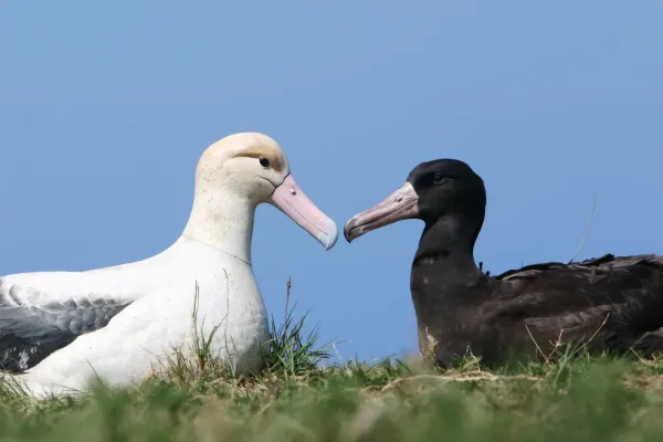 File:Endangered short-tailed albatross (Phoebastria albatrus), Mukojima Island, Japan (5101550245).jpg