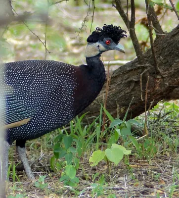 File:Crested Guineafowls (Guttera edouardi) (11770569544), crop.jpg