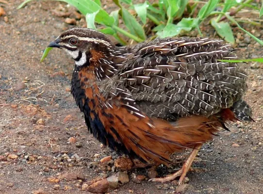 File:Harlequin Quail (Coturnix delegorguei) (6035291347), crop1.jpg
