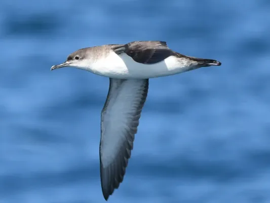 File:Puffinus yelkouan 140249998.jpg