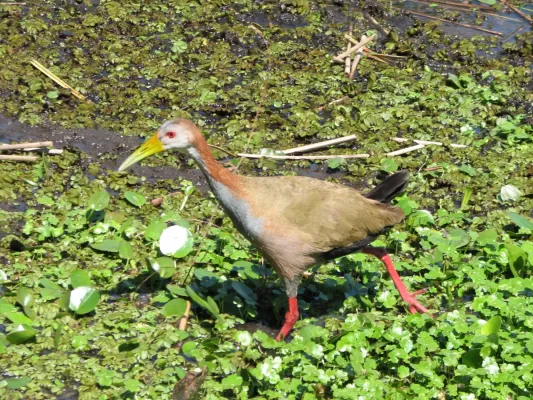 File:Aramides ypecaha.jpg