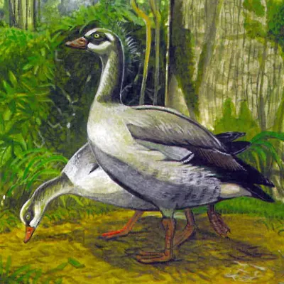 File:Alopochen mauritiana.jpg