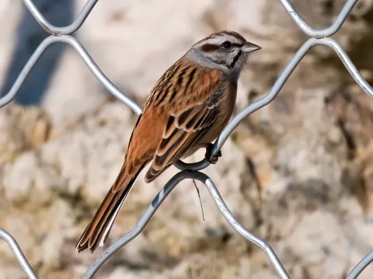 File:Emberiza godlewskii.jpg