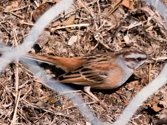 File:Emberiza godlewskii 0.jpg