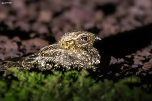 File:Caprimulgus asiaticus 236702274.jpg